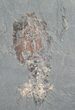 Rare Decapod Crustacean (Proeryon) & Ammonites - Germany #8251-1